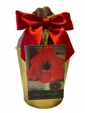 Amaryllis Holiday Gift Growing Kit, Includes Gold Tin Pot, Big Red Lion Bulb, and Growing Medium!!